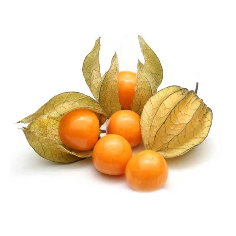 Physalis Un